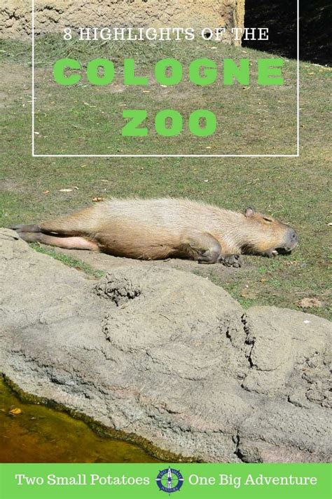 8 Highlights of the Cologne Zoo | Two Small Potatoes