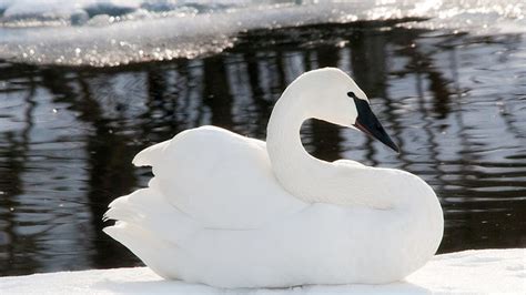 HD wallpaper: white and black dog plush toy, birds, water, swan, snow ...