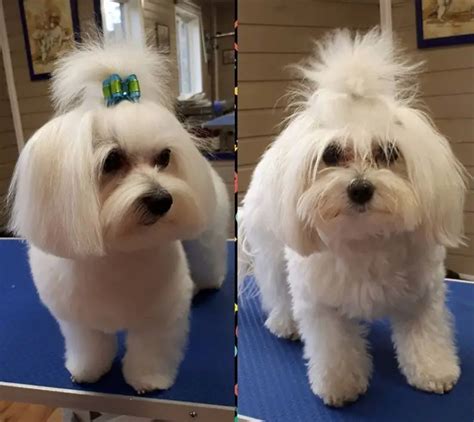 30 Best Maltese Haircuts for Dog Lovers | Page 6 of 8 | The Paws