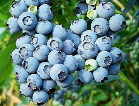 HOW TO GROW BLUEBERRIES FROM CUTTINGS |The Garden of Eaden