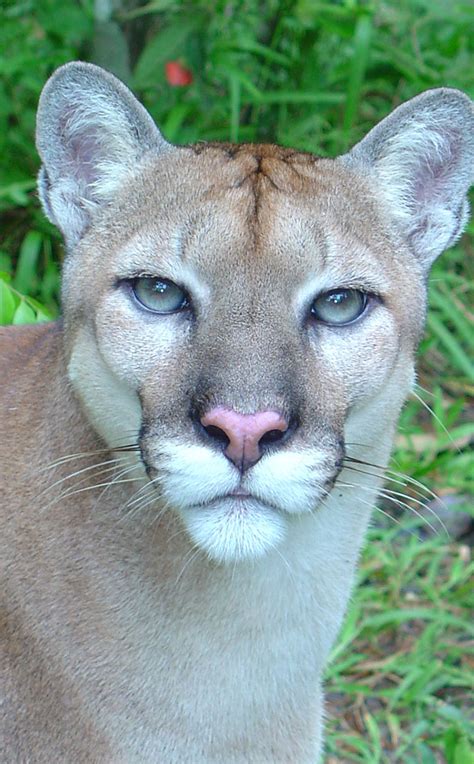 The Animals – The Belize Zoo