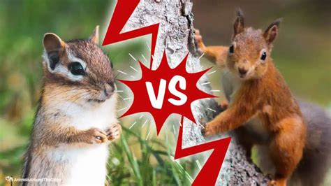 Chipmunk Vs. Squirrel - The Great Debate - Animals Around The Globe