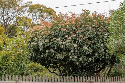 Red Tip Photinia: Plant Care & Growing Guide