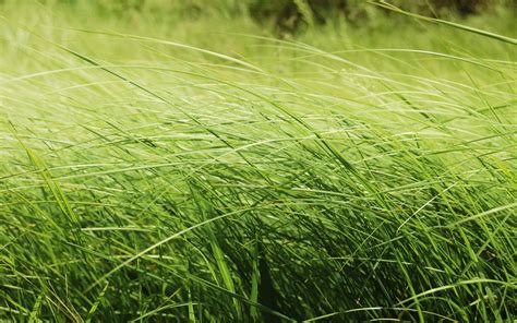 Free photo: Green Tall Grass - Close-up, Color, Field - Free Download ...