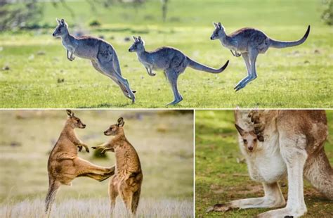 How do Kangaroos Protect Themselves from Predators? - Natural World Life