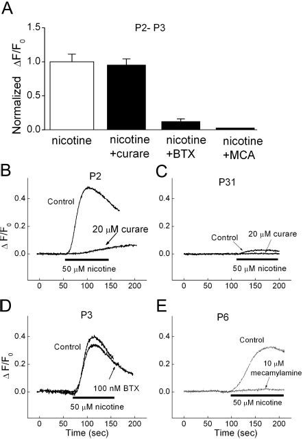 Effects of nicotinic acetylcholine receptor (nAChR) antagonists on... | Download Scientific Diagram