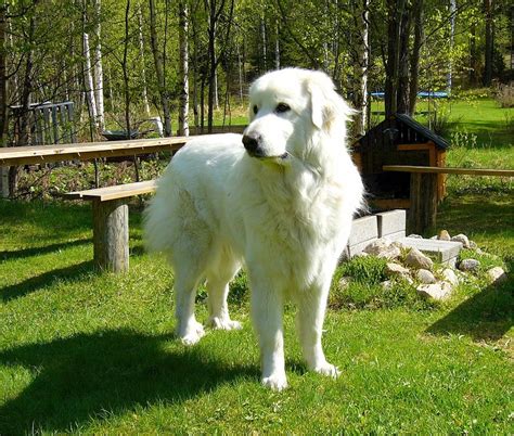 Great Pyrenees: A Gentle Giant | Did You Know Pets