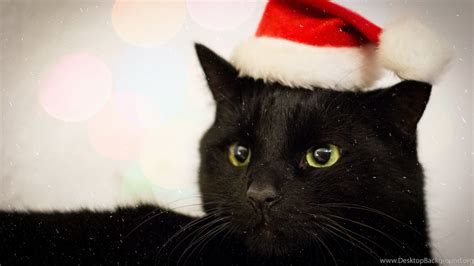 Cat With Santa Hat Wallpapers - Wallpaper Cave