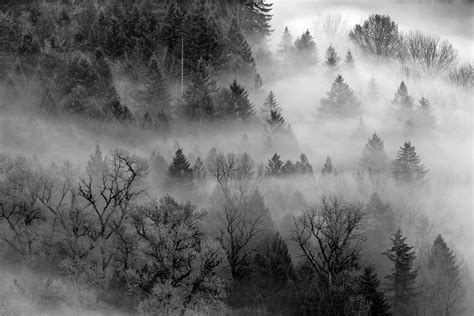 Forest Mist W8333 Photograph by Wes and Dotty Weber