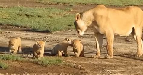 Running is too adorable! 4 little lion cubs moving through the forest ...