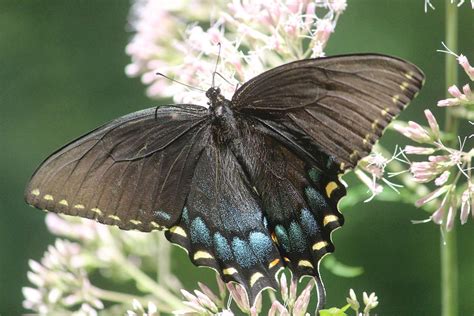 Eastern Tiger Swallowtail, Female Photograph by Callen Harty