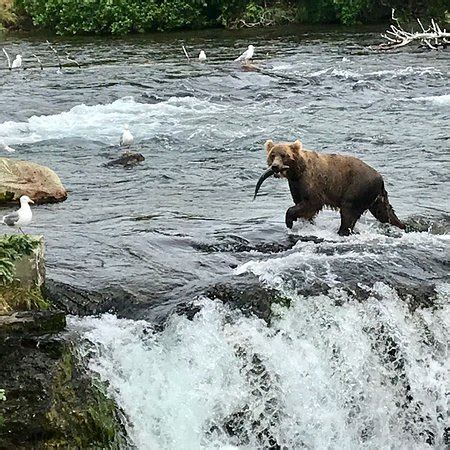 Brooks Falls (Katmai National Park and Preserve) - 2018 All You Need to Know Before You Go (with ...