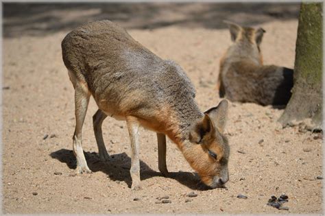 Free Images : wildlife, zoo, mammal, rodent, fauna, shrub, grasslands, vertebrate, argentina ...