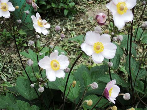 Anemones Blossomed in the Garden Stock Image - Image of white, garden: 112583327