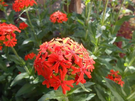 Fire-red Flowers in the Morning Ligght. Stock Photo - Image of leaves ...