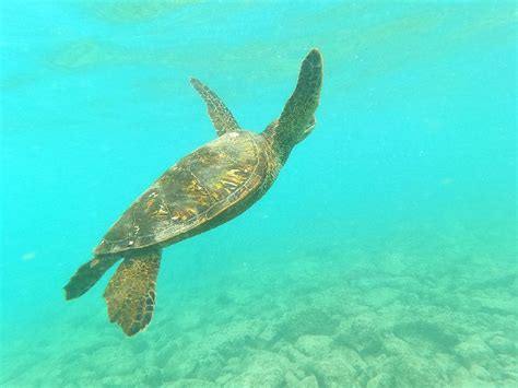 Best Snorkeling in Oahu - The Ultimate Underwater Guide