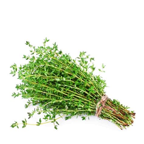 THYME SEEDS - Eassy Gardening