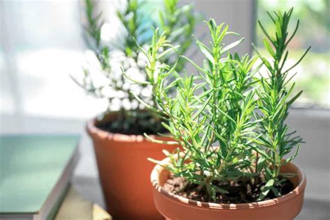 Beginner's Guide to Growing a Rosemary Plant