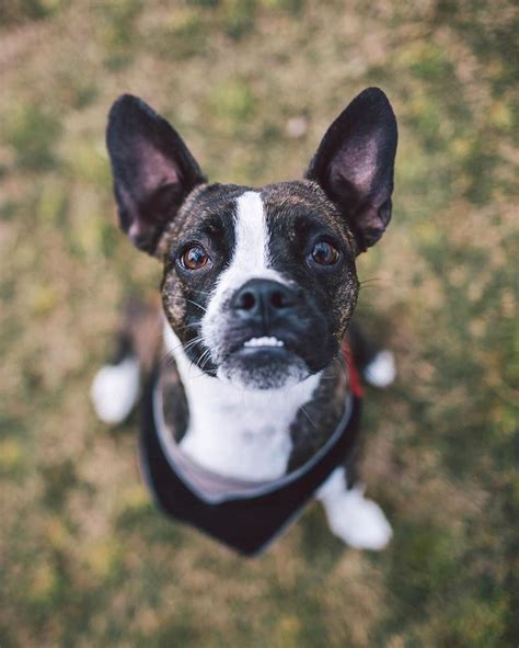 French Bulldog Chihuahua Mix Puppies - The 25+ best French bulldog mix ...