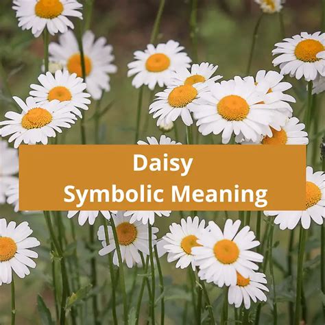 Daisy Flower Symbolic Meaning