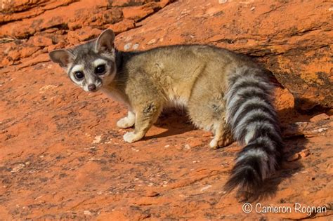 Baby Ringtail Cat / Ringtail Cat (Bassariscus astutus), baby, Arizona ...