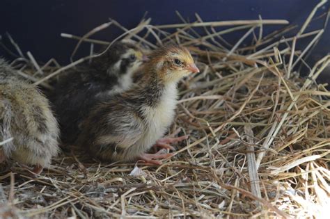 Baby Quail | BackYard Chickens - Learn How to Raise Chickens