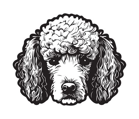 Poodle Face, Silhouette Dog Face, black and white Poodle vector 22925228 Vector Art at Vecteezy