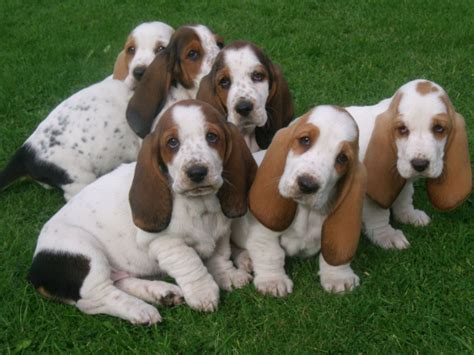 Basset Hound Puppies For Sale | Las Vegas, NV #230056