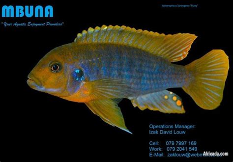 Malawi Cichlid Breeding Pairs For Sale | Other Pets for sale in Hermanus, Western Cape ...