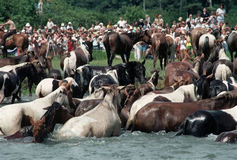 Chincoteague Ponies on Assateague Island