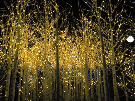 Little Hiccups: Blossoms of Light at Denver Botanic Gardens