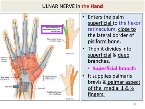 Ulnar Nerve Innervation Hand