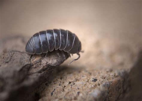 How To Get Rid Of Pill Bugs and Rolly Pollies 2023 Guide