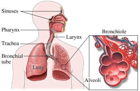 Normal Lung Function » Pediatric Pulmonary Division » College of Medicine » University of Florida