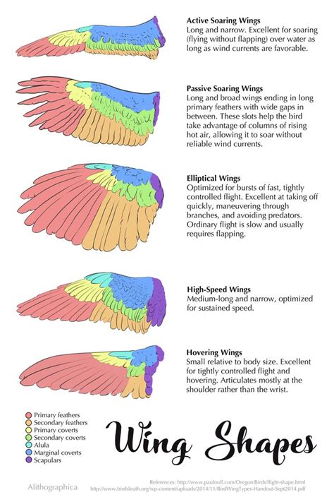 Science Fact Friday: Wing Shapes (Digital, 2017) | Wings drawing ...