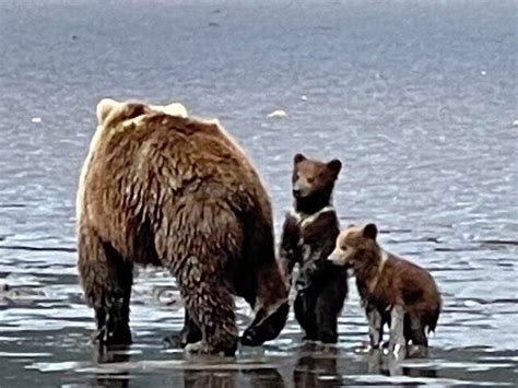 Bear Viewing in Alaska | Bear Viewing in Alaska