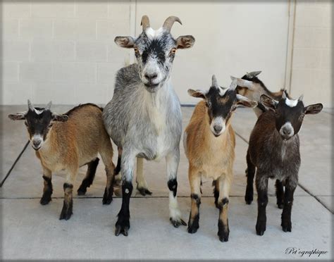 Miss Oreo & her 4 Pygmy goat babies are now ready for adoption.