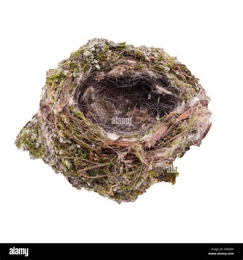 Chaffinch nest hi-res stock photography and images - Alamy