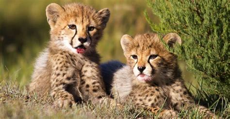 Cheetah Teeth: Everything You Need To Know - A-Z Animals