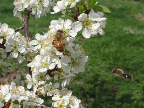 Honey Bees Pollinating Plum Tree