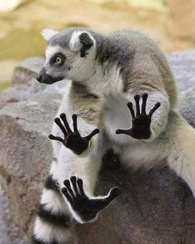 "lemur" Meme Templates - Imgflip