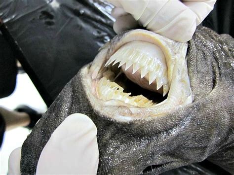 10 Interesting Facts About Cookiecutter Sharks! | Always Learning!