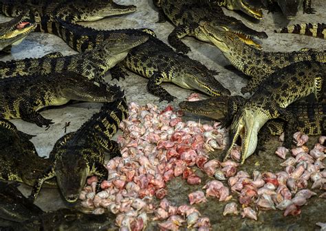 Locals and tourists develop taste for crocodile meat in Thailand, Asia ...