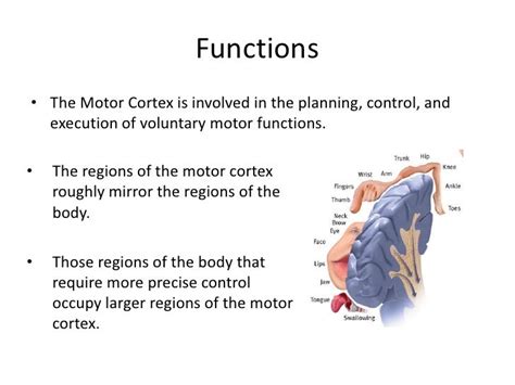 The motor cortex