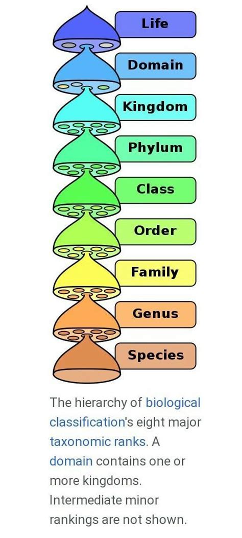 Who introduced the five kingdom classification of organisms ? - Brainly.in