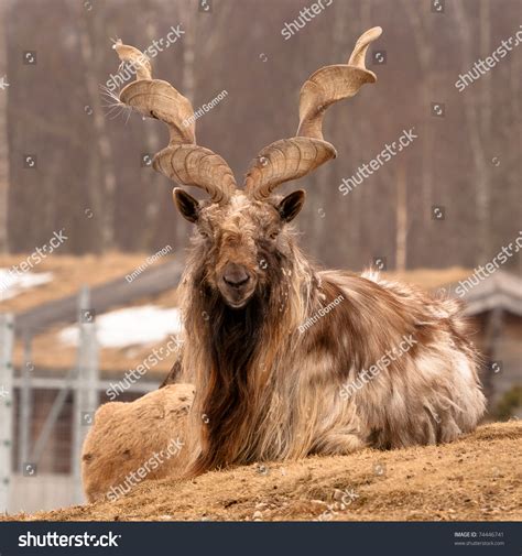 Male Turkmenian Markhor Curved Horns Stock Photo 74446741 - Shutterstock