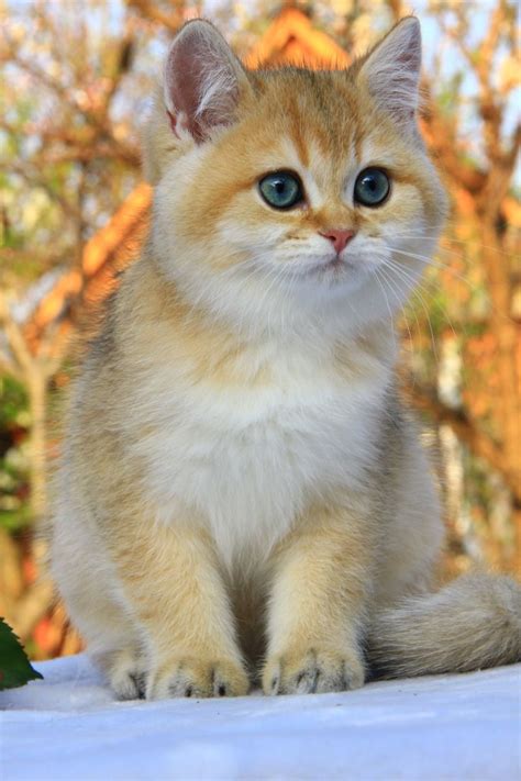 an orange and white kitten with blue eyes sitting on a table next to ...