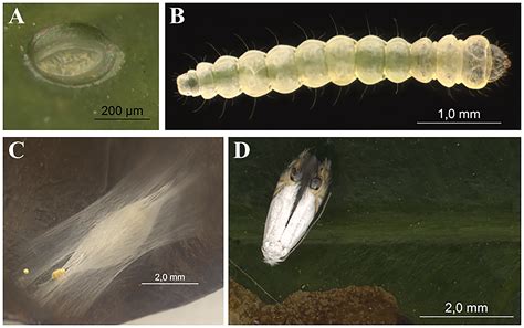 SciELO - Brasil - The coffee leaf miner, Leucoptera coffeella ...