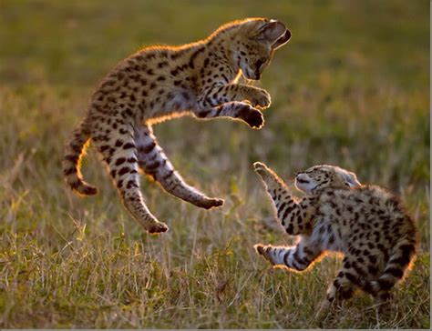 Baby Servals anyone? : aww