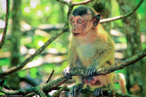 Baby Crab-eating Macaque In Mangrove Forest Phuket Thailand | HDR ...